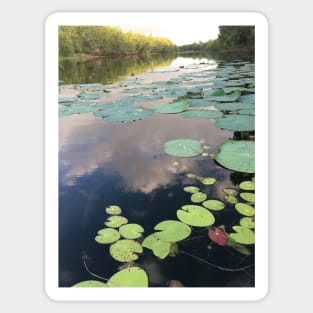 "Lilly pads" Sticker